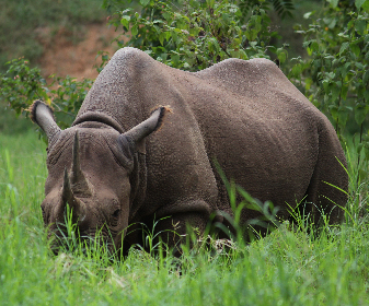 Establish in 1892, Sri Chamarajendra Zoological Gardens is now popularly known as the Mysore Zoo. Spread across 157-acres of land, the zoo houses approximately 1450 specimens of animals and birds belonging to more than 25 countries. 